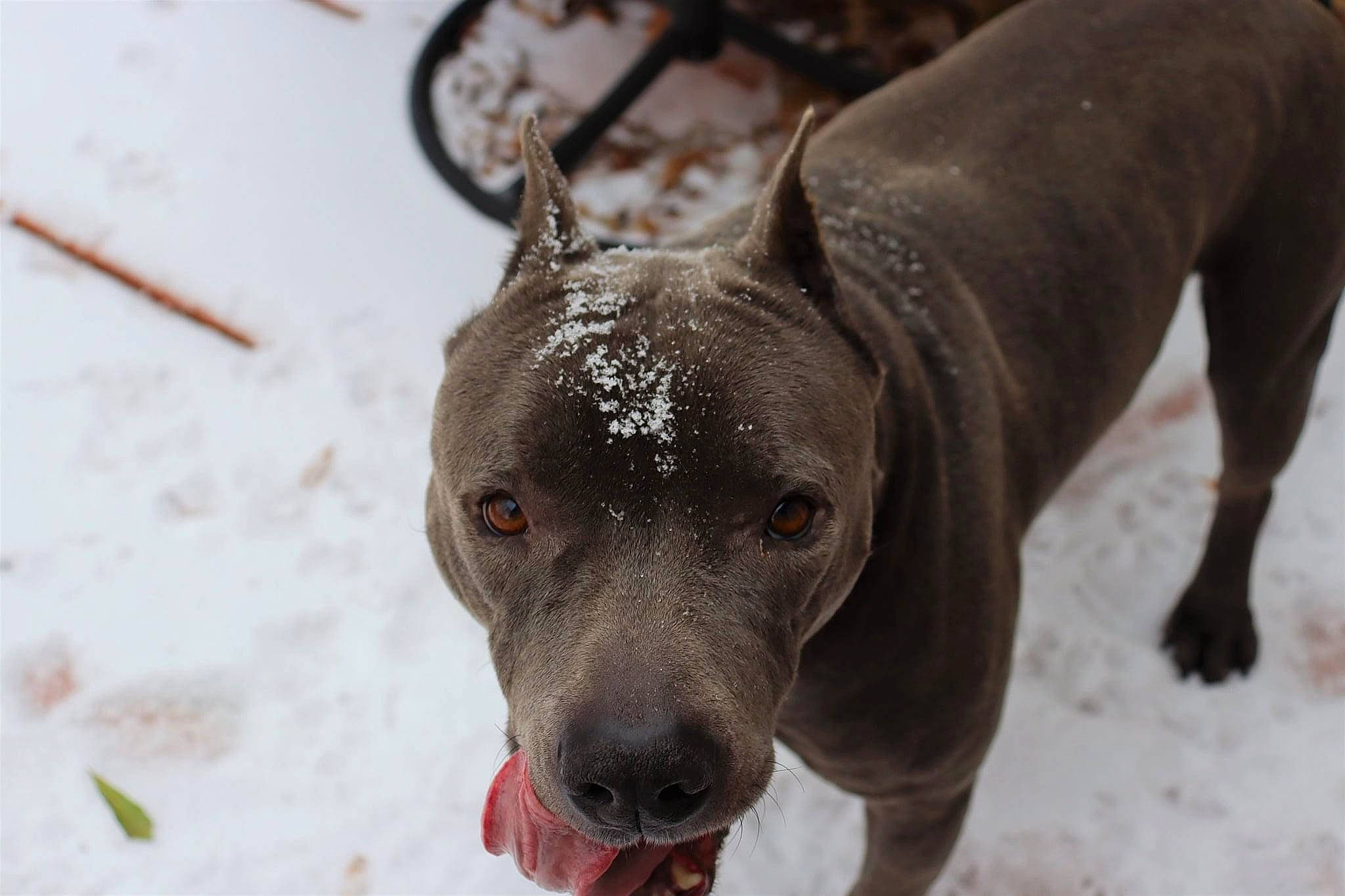 Khan joined the competition — help win amazing prizes! canidae, carnivore, collar, companion_dog, dog, dog_breed, dog_collar, fawn, guard_dog, hunting_dog, liver, mexican_hairless_dog, non_sporting_group, snout, snow, sporting_group, terrestrial_animal, whiskers, winter, working_animal