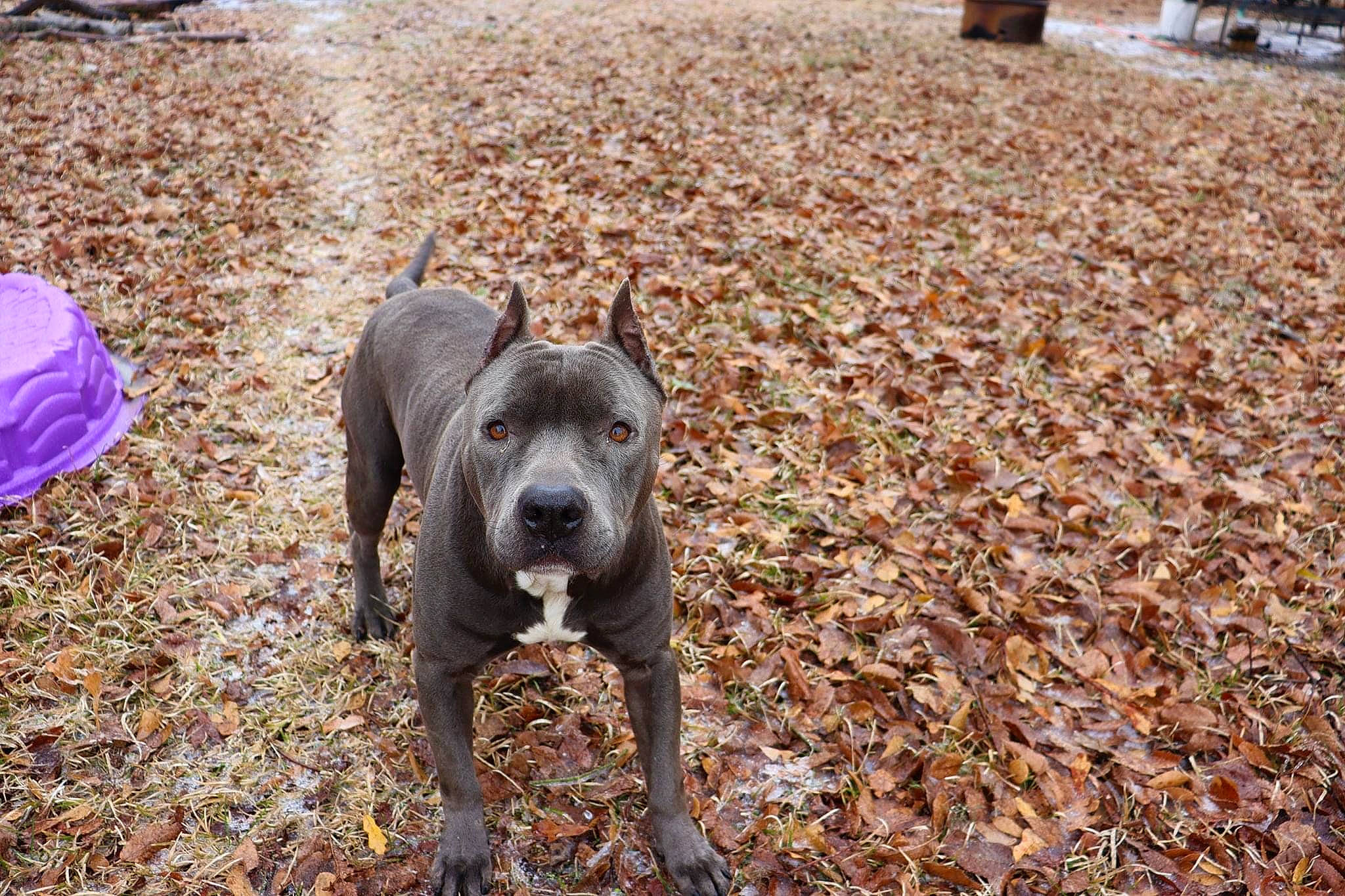 Khan is registered to the contest to win money with this photo: adventure, canidae, carnivore, companion_dog, dog, dog_breed, fawn, grass, guard_dog, hunting_dog, molosser, non_sporting_group, plant, soil, sporting_group, tail, terrestrial_animal, tree, working_animal, working_dog