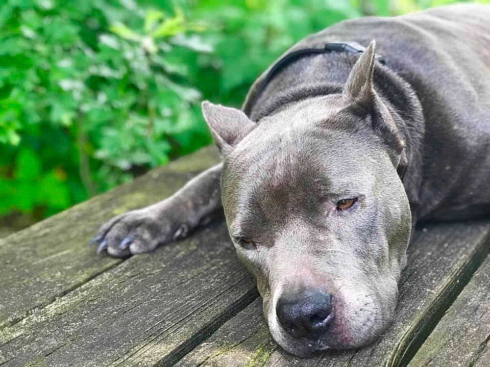 Khan is registered to the contest to win money with this photo: canidae, carnivore, dog, dog_breed, fawn, grass, non_sporting_group, sculpture, snout, sporting_group, terrestrial_animal, whiskers, wood