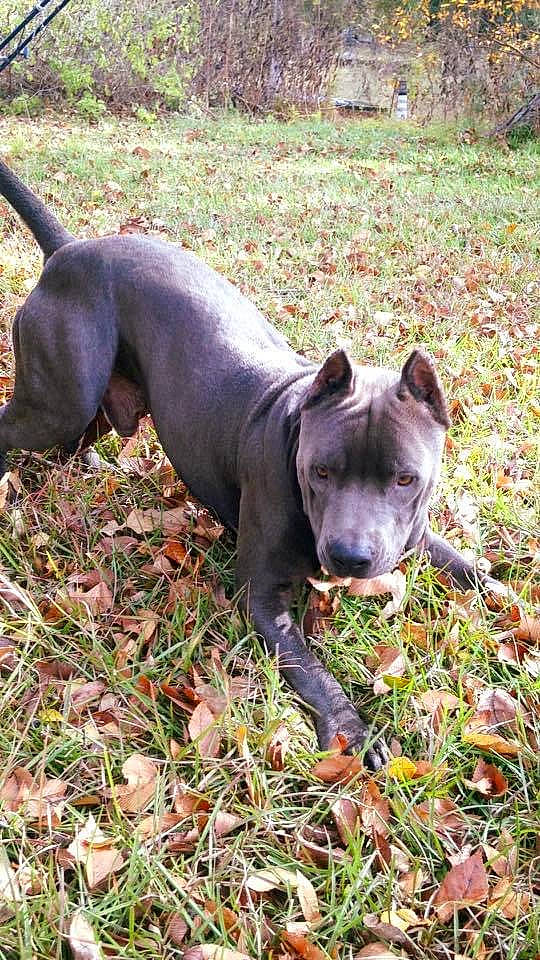 Khan is registered to the contest to win money with this photo: canidae, carnivore, dog, dog_breed, fawn, grass, groundcover, non_sporting_group, plant, sporting_group, tail, terrestrial_animal