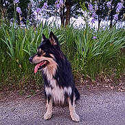 Bob participe au concours pour gagner de l'argent avec cette photo : dog, outdoor, grass, flowers, purple_flowers, path, nature, plant, tree, canine, pet, sitting, fur, tongue, greenery, summer, daylight, leaf, animal, muzzle
