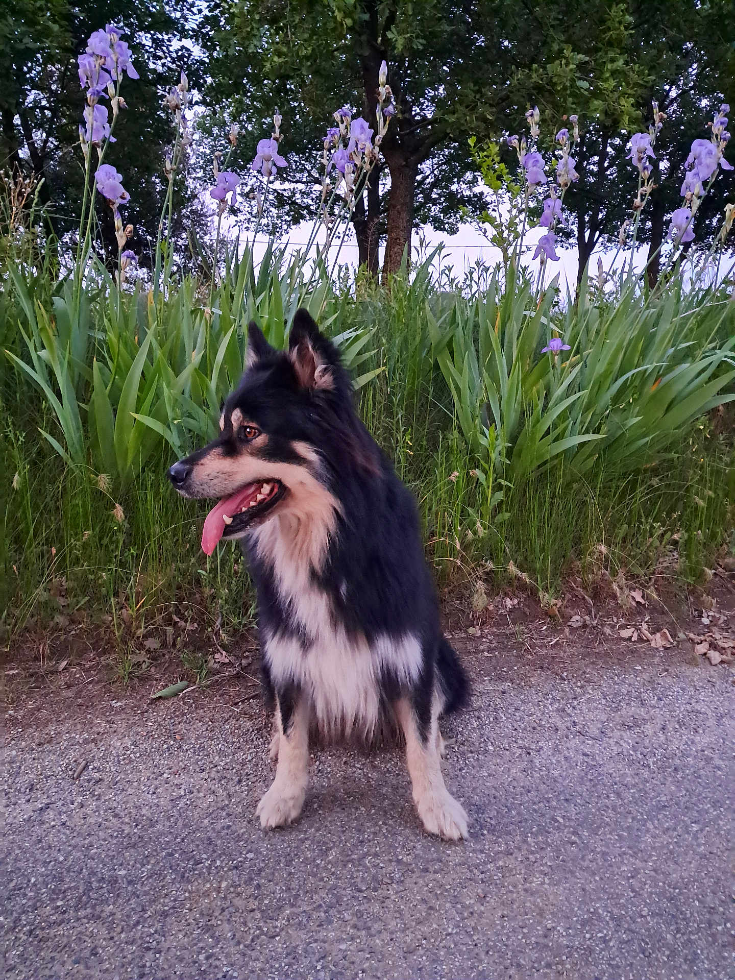 Bob participe au concours pour gagner de l'argent avec cette photo : dog, outdoor, grass, flowers, purple_flowers, path, nature, plant, tree, canine, pet, sitting, fur, tongue, greenery, summer, daylight, leaf, animal, muzzle
