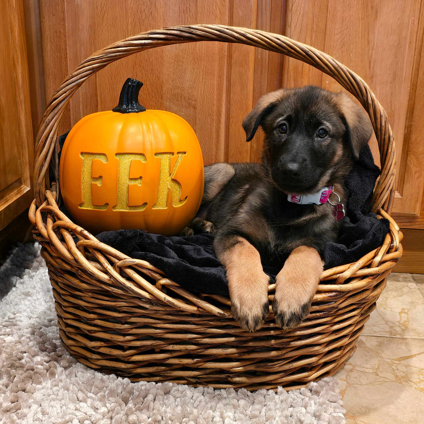 Luna joined the competition — help win amazing prizes! ammunition, animal, basket, canine, dog, dogbed, food, grenade, hardwood, hound, labradorretriever, pet, plant, produce, pug, puppy, squash, vegetable, weapon, wood