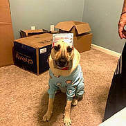 Bear joined the competition — help win amazing prizes! animal, box, brown_and_white, cardboard_box, carpet, clothing, dog, front_view, funny, furniture, helmet, home, indoors, living_room, packing, pajamas, pet, playful, portrait, sitting
