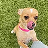 Bella Rosita is registered to the contest to win money with this photo: dog, small_dog, chihuahua, pet, animal, tan_fur, pink_collar, pink_nose, licking, wide_eyed, surprised, funny, cute, standing, paws, carpet, indoor, portrait, close_up, human_leg