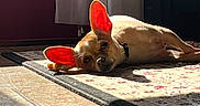 Bella Rosita joined the competition — help win amazing prizes! dog, puppy, lying_down, indoors, rug, carpet, tile_floor, curtains, sunlight, backlighting, large_ears, floppy_ears, brown_and_white, collar, relaxed, sleepy, funny, portrait, living_room, home