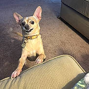Bella Rosita joined the competition — help win amazing prizes! dog, chihuahua, small_dog, tan_fur, large_ears, open_mouth, smiling, collar, dog_tag, indoor, living_room, carpet, couch, ottoman, pet, sitting, standing, playful, portrait, funny