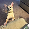 dog, chihuahua, small_dog, tan_fur, large_ears, open_mouth, smiling, collar, dog_tag, indoor, living_room, carpet, couch, ottoman, pet, sitting, standing, playful, portrait, funny