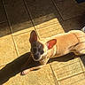 Bella Rosita joined the competition — help win amazing prizes! dog, chihuahua, puppy, small_dog, pet, animal, sunlight, sunbathing, indoor, tile_floor, floor, ears, short_hair, tan_fur, brown_fur, lying_down, looking_at_camera, shadow, home, portrait