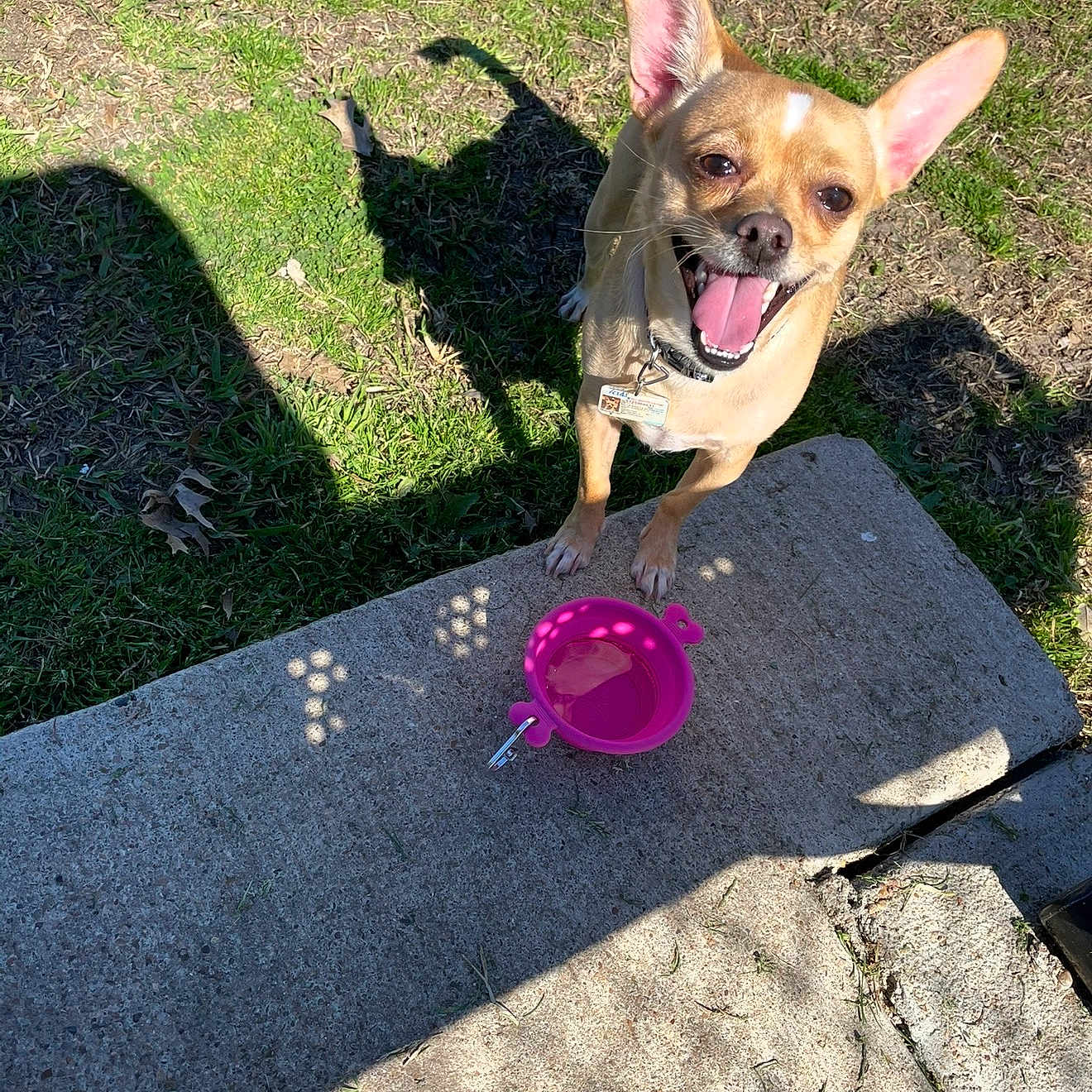 Bella Rosita is registered to the contest to win money with this photo: dog, chihuahua, small_dog, tan_fur, pointed_ears, open_mouth, tongue_out, happy, outdoor, grass, sunlight, shadow, concrete, step, water_bowl, pink_bowl, collar, tag, pet, portrait