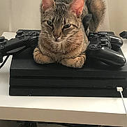 Maya participe au concours pour gagner de l'argent avec cette photo : cat, tabby, gaming_console, game_controller, electronics, pet, indoor, feline, relaxed, sitting, technology, black, fur, whiskers, ears, table, cable, home, cute, animal