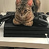 cat, tabby, gaming_console, game_controller, electronics, pet, indoor, feline, relaxed, sitting, technology, black, fur, whiskers, ears, table, cable, home, cute, animal