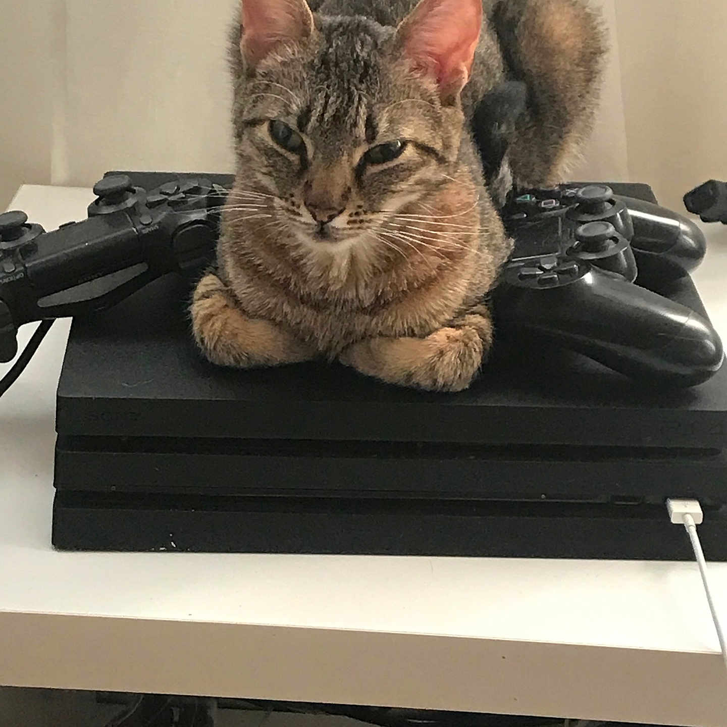 Maya
