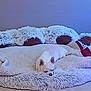 Oreo a rejoint le concours — aidez-le/la à gagner de superbes lots ! dog, sleeping, white_dog, bed, blanket, cushion, fluffy, indoor, pet, cozy, resting, small_dog, canine, fur, comfort, relaxation, home, domestic, animal, quiet