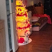 Oreo participe au concours pour gagner de l'argent avec cette photo : dog, christmas_tree, holiday, lights, santa_hat, refrigerator, living_room, floor, decorations, couch, blanket, wood_floor, furniture, home, pet, festive, indoor, small_dog, christmas, celebration