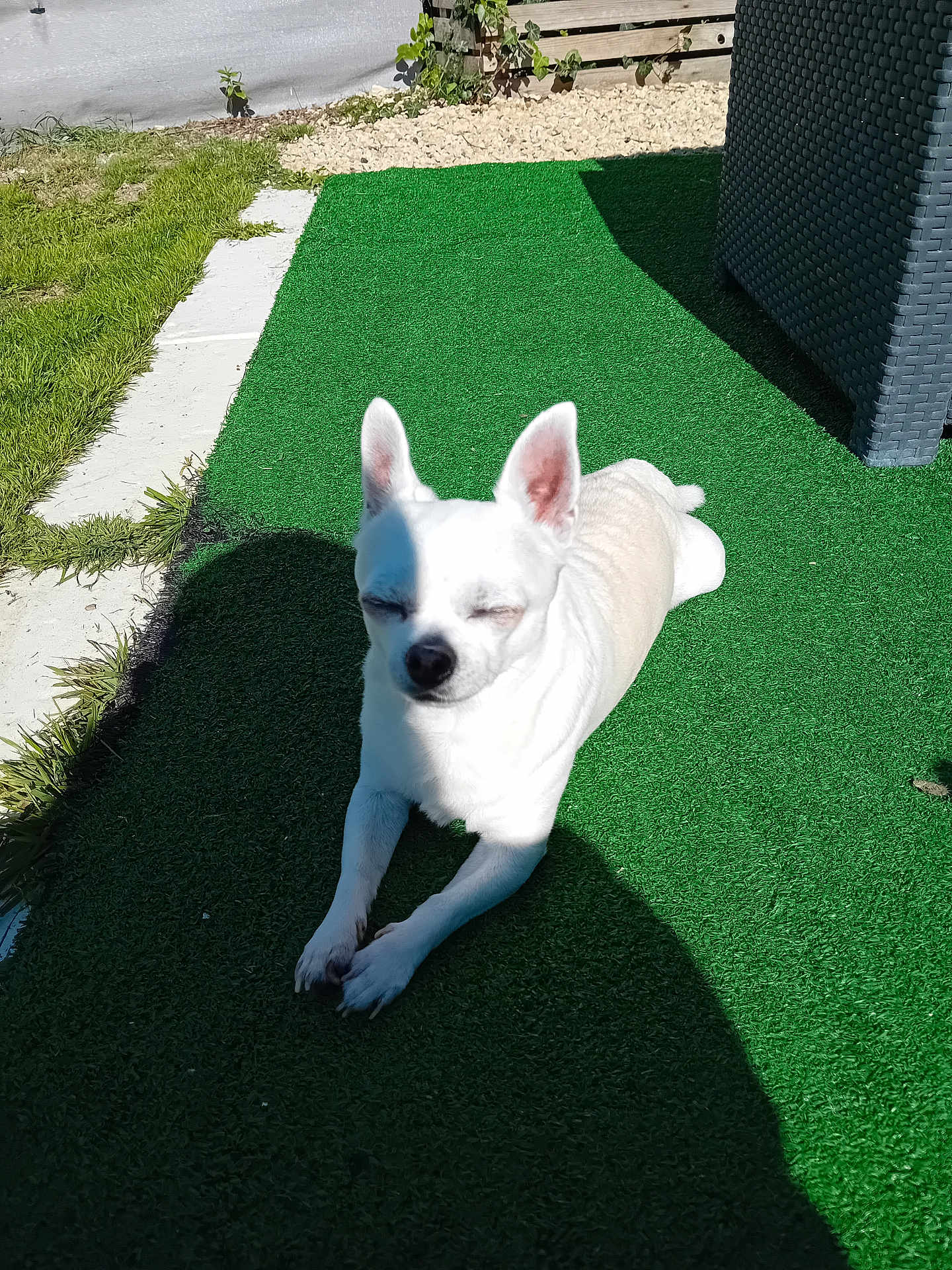 Oreo