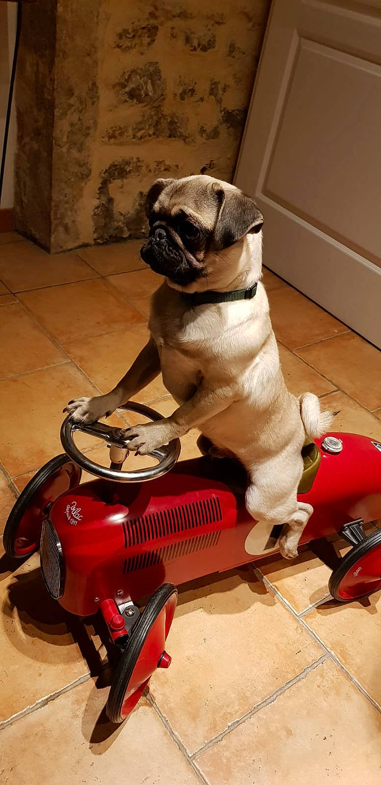 Randy a rejoint le concours — aidez-le/la à gagner de superbes lots ! automotive_design, automotive_lighting, automotive_tire, carnivore, companion_dog, dog, dog_breed, fawn, flooring, gas, headlamp, machine, motor_vehicle, pug, snout, sporting_group, tail, toy_dog, vehicle, working_animal