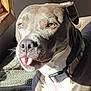 Nala is registered to the contest to win money with this photo: animal, brown, canine, close_up, collar, cute, dog, ears, expression, face, fur, indoor, pet, playful, resting, shadow, sunlight, tongue_out, white, window