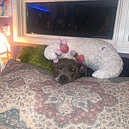 Nala joined the competition — help win amazing prizes! animal, cozy, cushion, decor, decorative, dog, fur, furniture, home, indoor, lamp, neck_pillow, patterned_pillow, pet, pillow, plush, resting, sleepy, soft_lighting, window