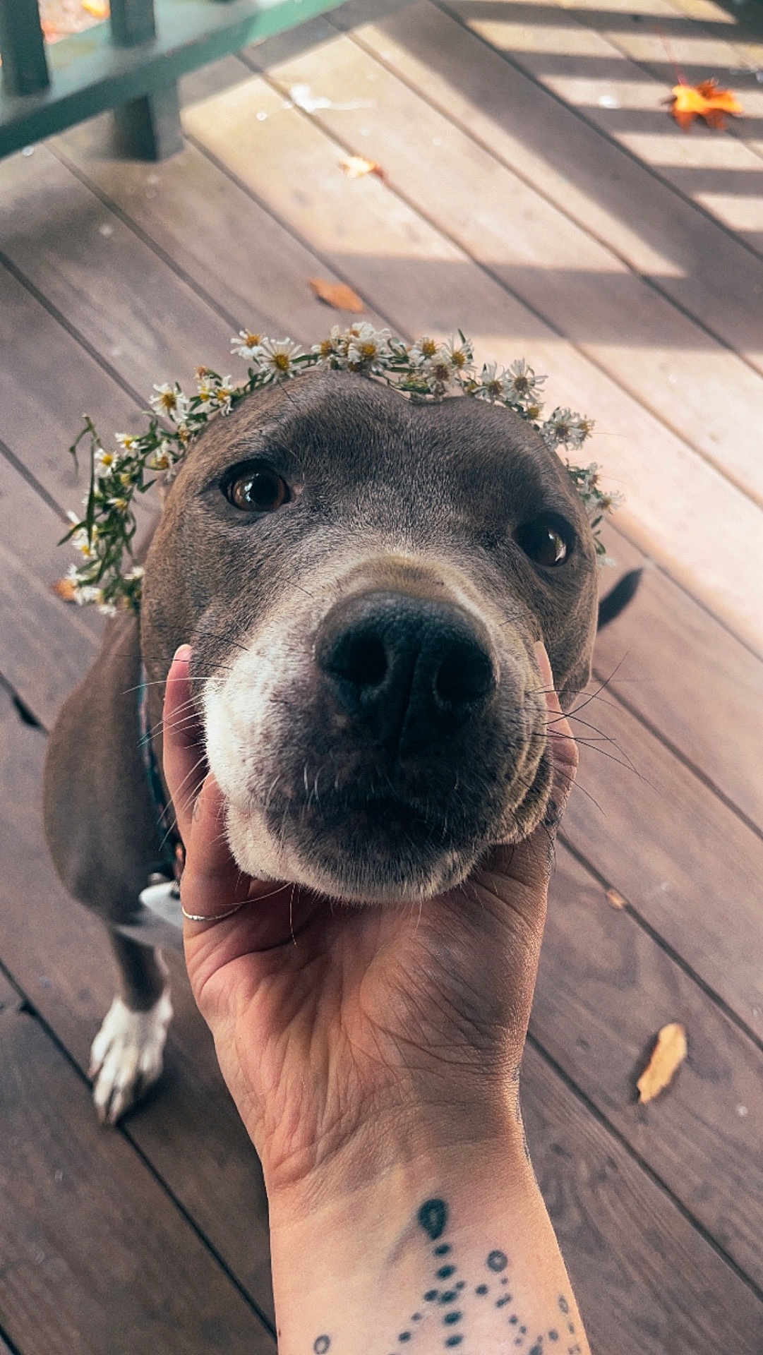 Nala