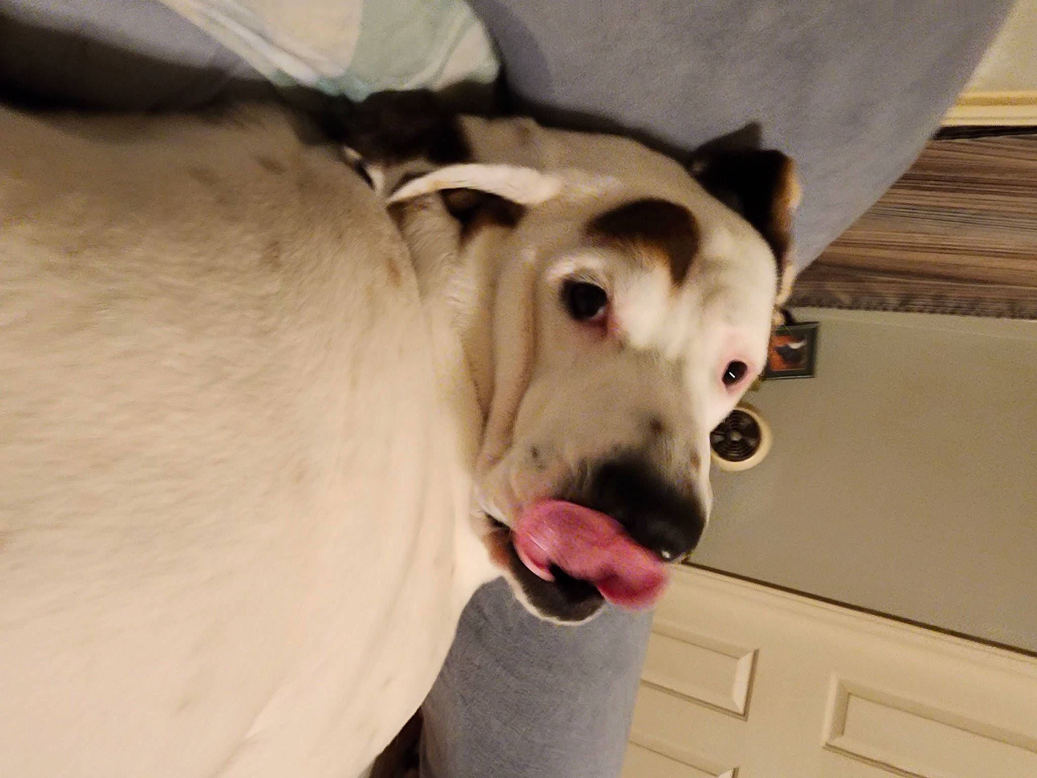 Titan joined the competition — help win amazing prizes! carnivore, collar, comfort, companion_dog, couch, dog, dog_breed, dog_supply, ear, eye, fawn, flooring, fur, guard_dog, jaw, paw, retriever, sporting_group, whiskers, working_animal