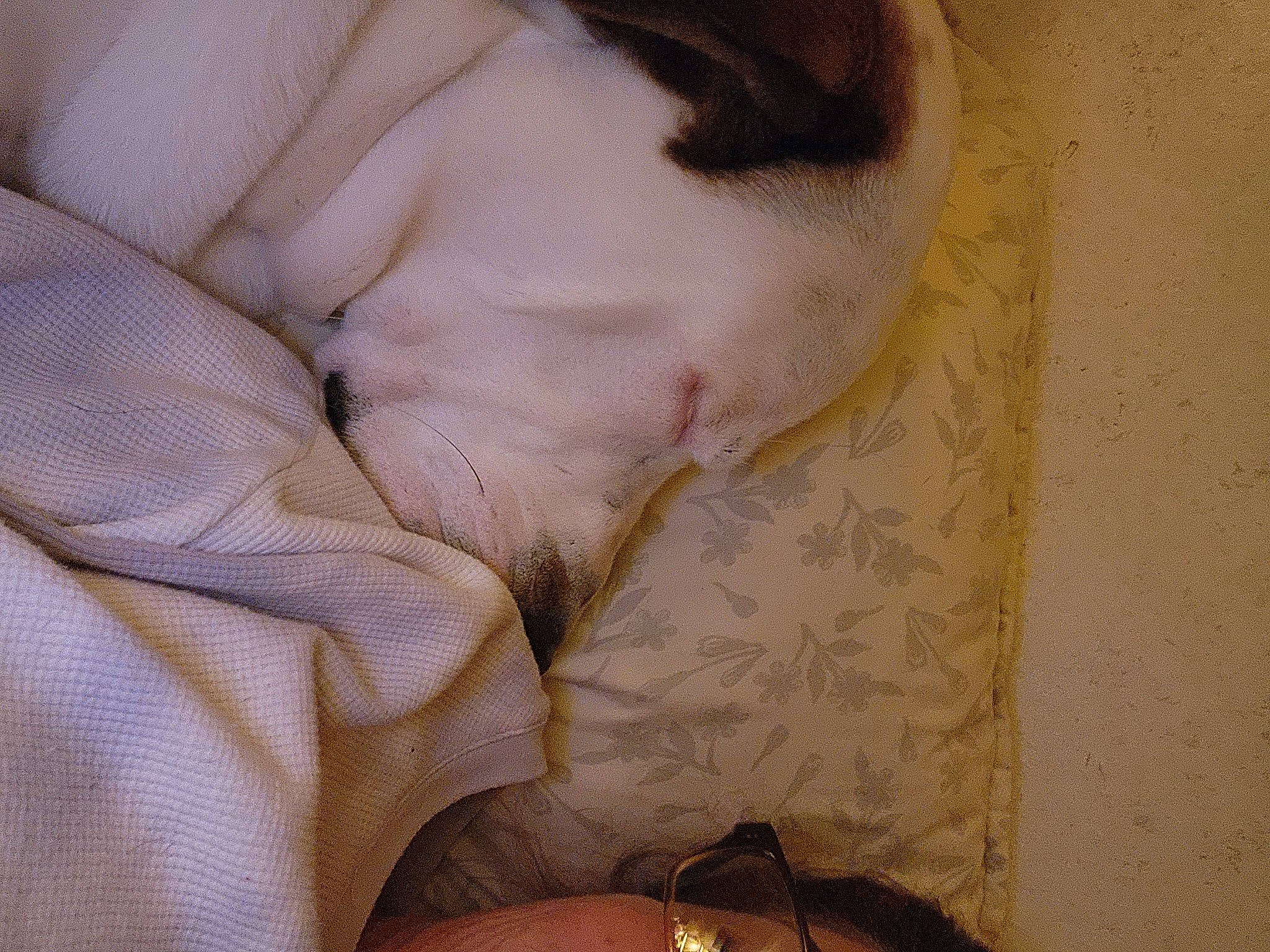 Titan is registered to the contest to win money with this photo: carnivore, chest, comfort, companion_dog, dog, dog_breed, eyelash, flesh, fur, human_leg, jewellery, linens, pattern, peach, small_to_medium_sized_cats, tail, thumb, whiskers, wood, wrist