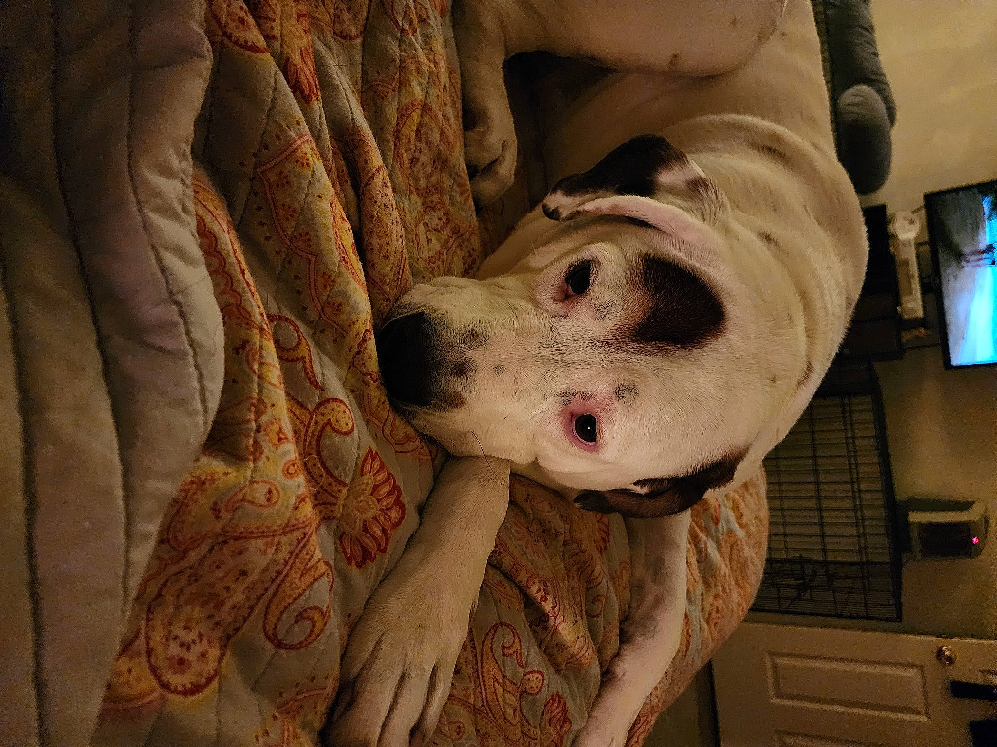 Titan is registered to the contest to win money with this photo: cabinetry, canidae, carnivore, comfort, companion_dog, dalmatian, dog, dog_breed, fawn, fur, guard_dog, jaw, light_switch, non_sporting_group, snout, sporting_group, television, whiskers, working_animal, wrinkle