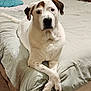 Titan joined the competition — help win amazing prizes! dog, bed, indoor, white, brown_patches, crossed_paws, pet, animal, canine, resting, furniture, blanket, cozy, portrait, looking_at_camera, domestic, cute, companion, lying_down, relaxed