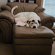 Titan is registered to the contest to win money with this photo: dog, armchair, brown_furniture, white_dog, black_spots, blanket, indoor, carpet, window_blinds, relaxed, pet, living_room, family_photos, resting, canine, furniture, cozy, home, comfortable, sleepy