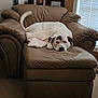 dog, armchair, brown_furniture, white_dog, black_spots, blanket, indoor, carpet, window_blinds, relaxed, pet, living_room, family_photos, resting, canine, furniture, cozy, home, comfortable, sleepy