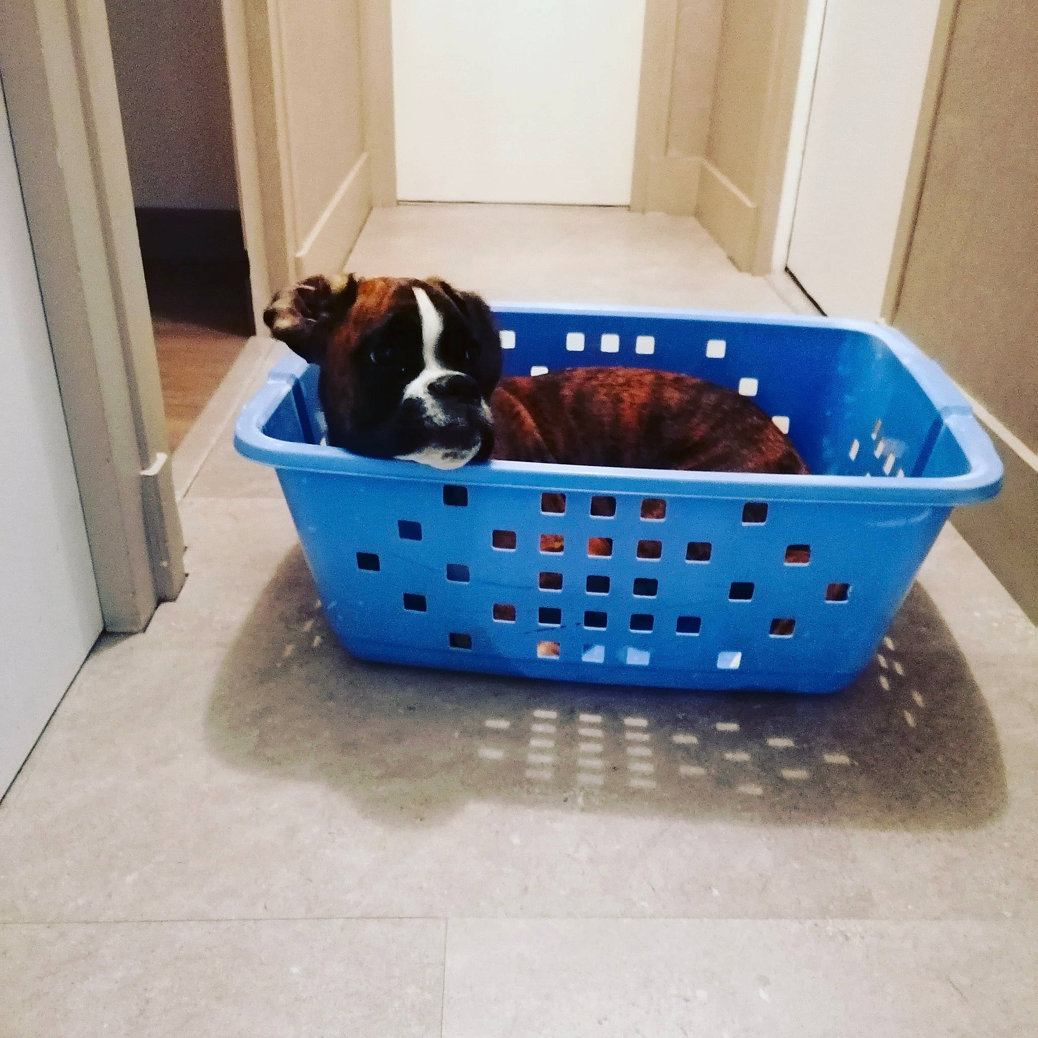 Smarties a rejoint le concours — aidez-le/la à gagner de superbes lots ! basket, bowl, carnivore, cat_supply, companion_dog, dog, dog_bed, dog_breed, dog_food, dog_supply, electric_blue, fawn, flooring, household_supply, pet_supply, sporting_group, sports_equipment, toy, wood, working_animal