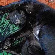 Felix joined the competition — help win amazing prizes! cat, black_cat, sleeping, stretching, paws, whiskers, fur, blanket, pattern, leaf_design, cozy, resting, indoor, pet, animal, cute, relaxed, soft, nap, domestic_cat