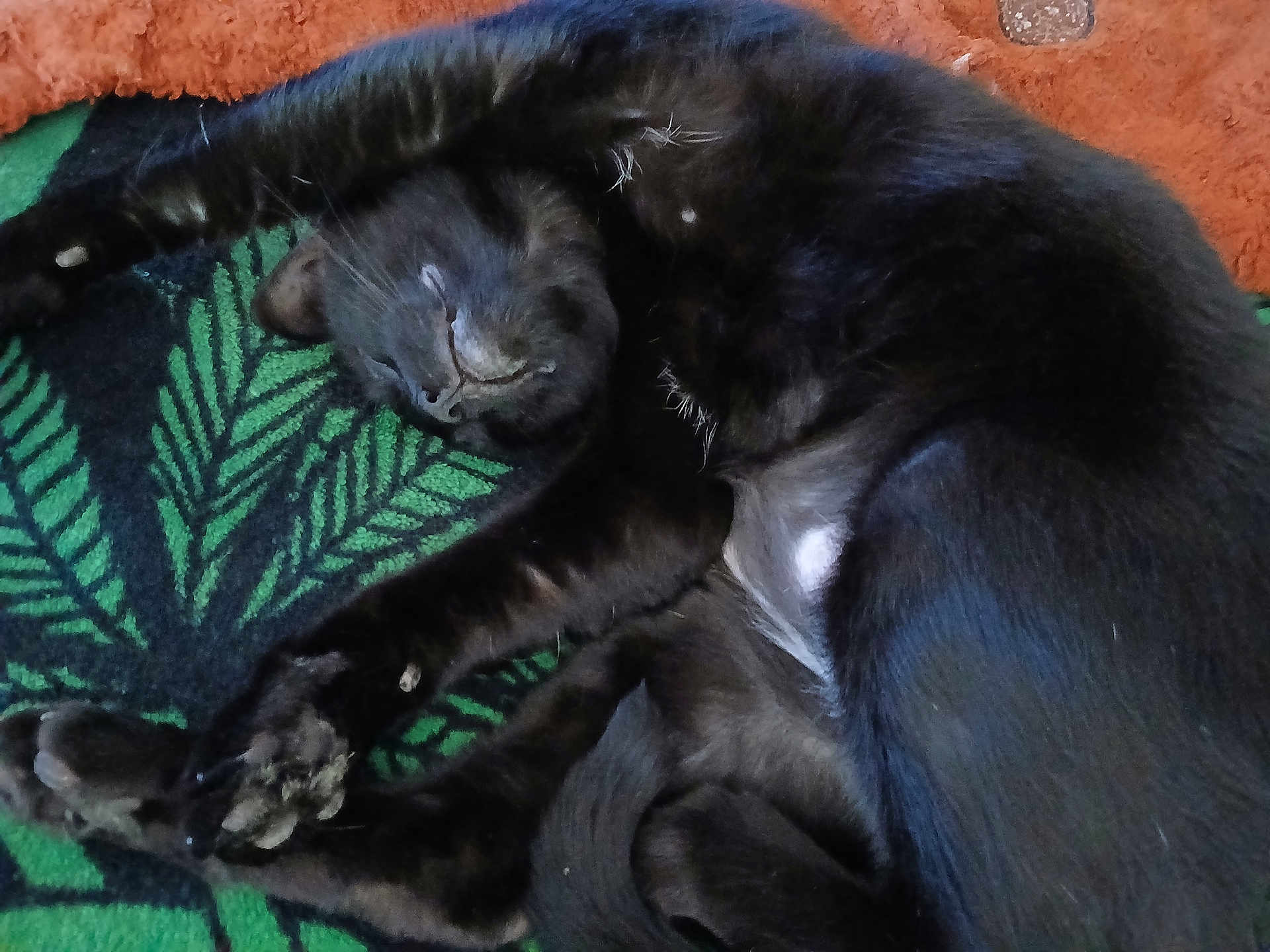 Felix joined the competition — help win amazing prizes! cat, black_cat, sleeping, stretching, paws, whiskers, fur, blanket, pattern, leaf_design, cozy, resting, indoor, pet, animal, cute, relaxed, soft, nap, domestic_cat