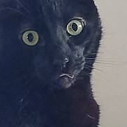 Felix is registered to the contest to win money with this photo: animal, black_cat, cat, close_up, closeup, curious, cute, domestic_animal, expression, eyes, face, feline, fur, indoor, looking, mouth, pet, portrait, whiskers, wide_eyes