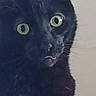 animal, black_cat, cat, close_up, closeup, curious, cute, domestic_animal, expression, eyes, face, feline, fur, indoor, looking, mouth, pet, portrait, whiskers, wide_eyes