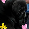 adorable, affection, animal, black_dog, butterfly, close_up, companion, cuddle, cute, dog, doodles, furry, hearts, indoor, pet, puppy, resting, sleepy, soft, young