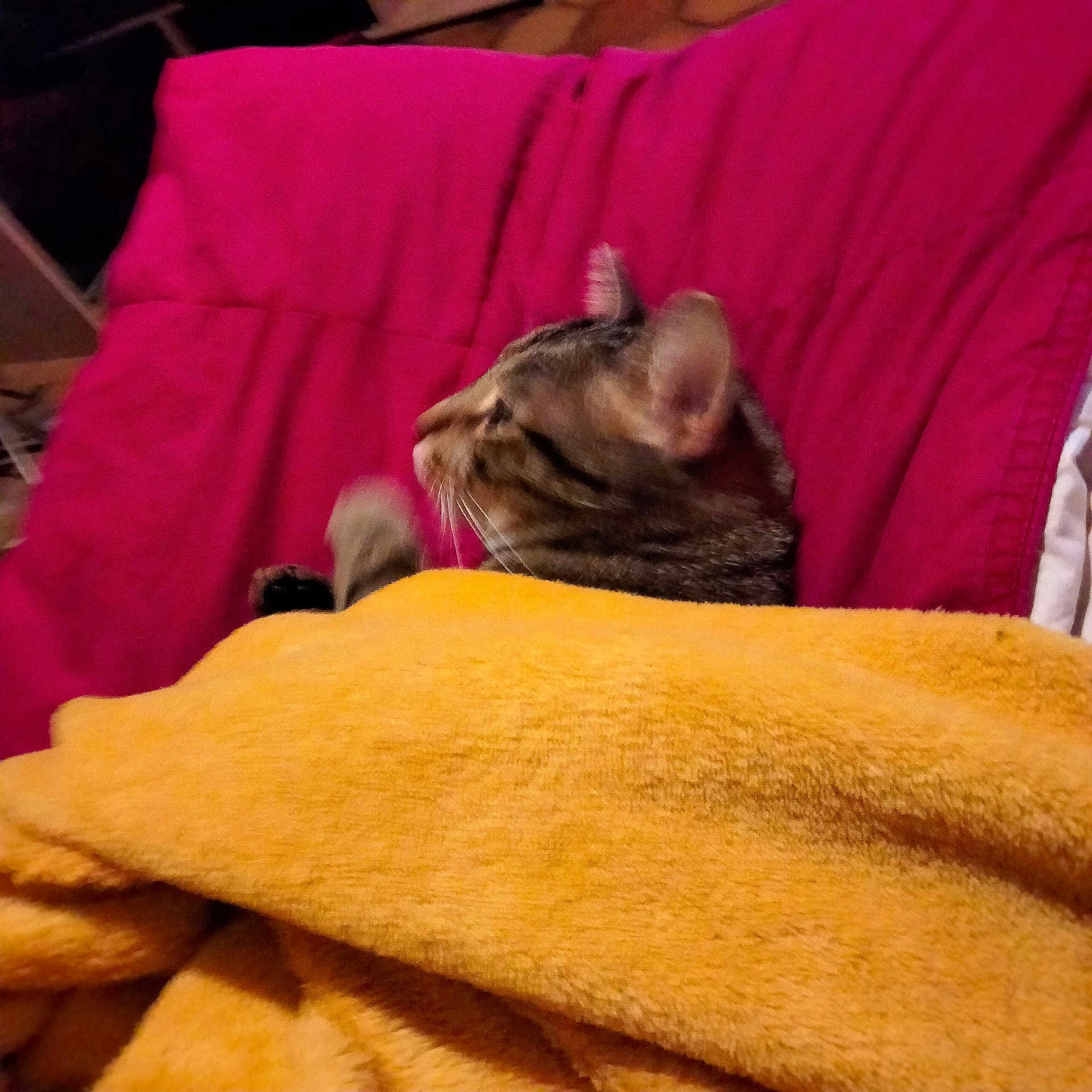 Tazz participe au concours pour gagner de l'argent avec cette photo : abyssinian, animal, armchair, bed, blanket, cat, chair, couch, cushion, furniture, homedecor, kitten, linen, manx, person, pet, quilt, sleeping, towel, velvet