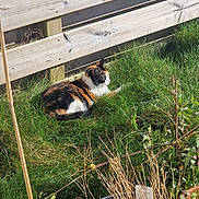 Nina participe au concours pour gagner de l'argent avec cette photo : animal, calico_cat, cat, daytime, domestic_cat, feline, garden, grass, greenery, nature, outdoor, peaceful, pet, plants, potted_plants, relaxing, resting, summer, sunlight, wooden_fence