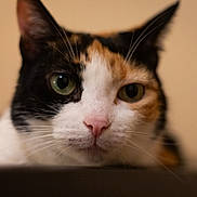 Nina participe au concours pour gagner de l'argent avec cette photo : cat, calico, close_up, green_eyes, pink_nose, whiskers, pet, feline, animal, indoor, portrait, face, fur, cute, domestic, relaxed, soft_light, focus, background_blur, ears