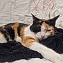 Nina participe au concours pour gagner de l'argent avec cette photo : animal, black, blanket, calico_cat, cat, couch, cozy, feline, furniture, home, indoor, orange, pet, plant, relaxed, resting, sleeping, stretching, white, window