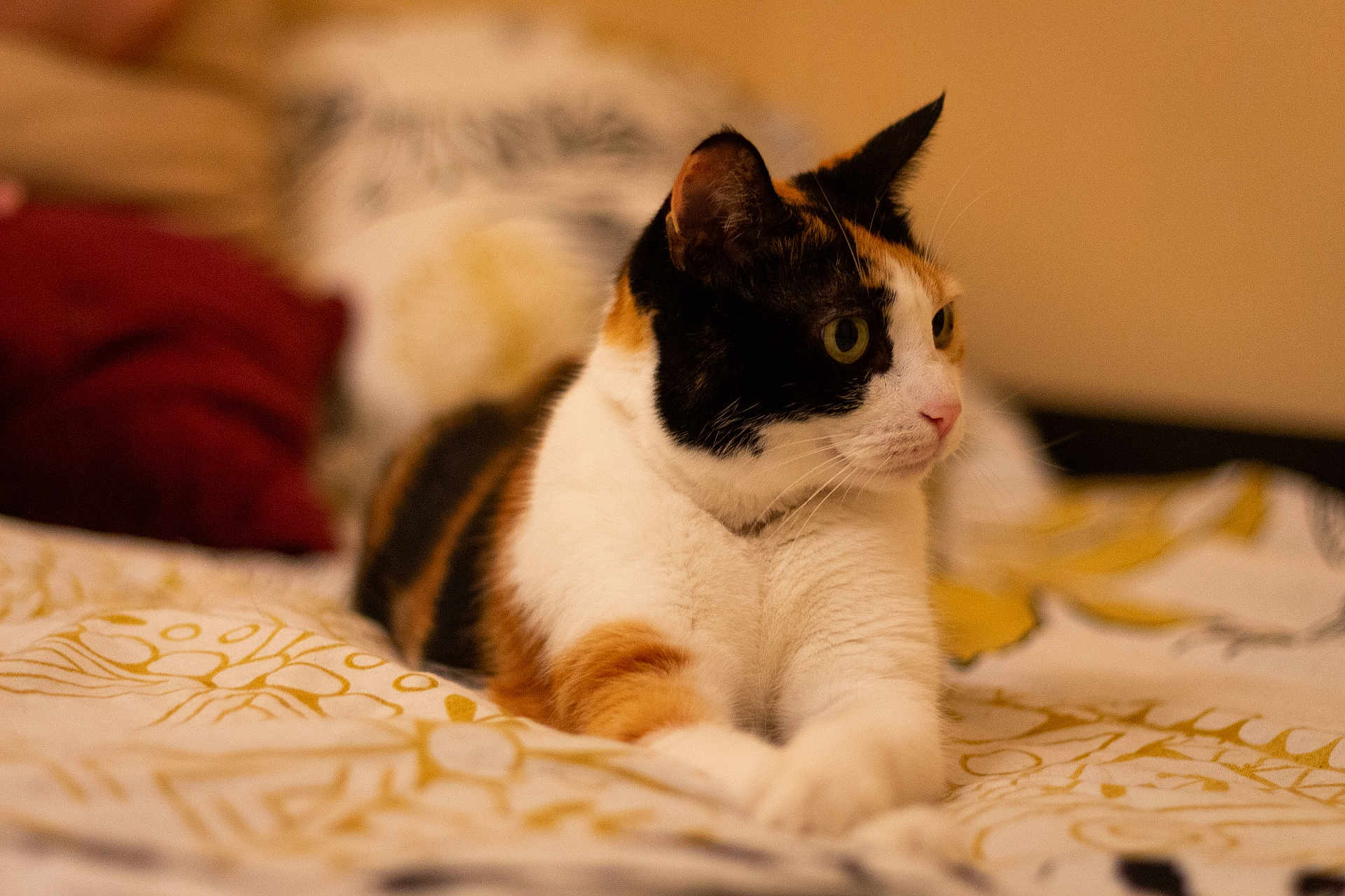 Nina