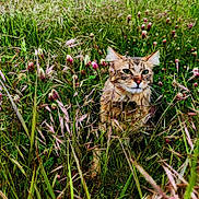 Rajah a rejoint le concours — aidez-le/la à gagner de superbes lots ! animal, camouflage, cat, closeup, ears, eye_contact, feline, field, flora, grass, greenery, intense, meadow, nature, outdoor, plant, summer, tabby, whiskers, wildflowers