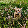 animal, camouflage, cat, closeup, ears, eye_contact, feline, field, flora, grass, greenery, intense, meadow, nature, outdoor, plant, summer, tabby, whiskers, wildflowers