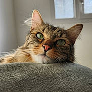 Rajah participe au concours pour gagner de l'argent avec cette photo : cat, tabby_cat, pet, indoor, feline, green_eyes, whiskers, curious, close_up, window, natural_light, couch, furniture, resting, domestic_animal, ears, fur, face, looking, home