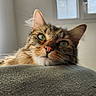cat, tabby_cat, pet, indoor, feline, green_eyes, whiskers, curious, close_up, window, natural_light, couch, furniture, resting, domestic_animal, ears, fur, face, looking, home