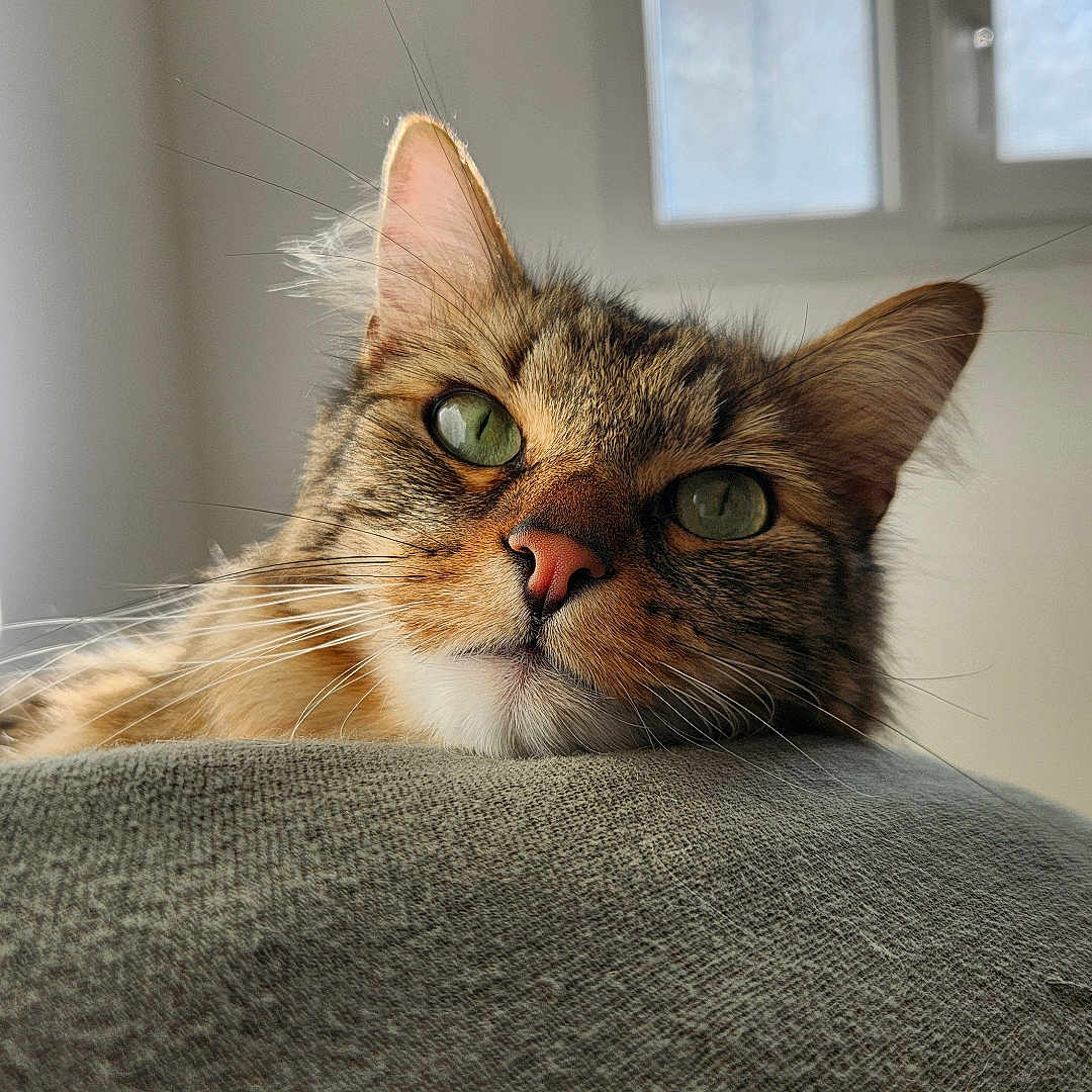 Rajah