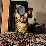 Rajah a rejoint le concours — aidez-le/la à gagner de superbes lots ! animal, bedspread, cat, clothing, cozy, domestic, doorway, eyes, floral_pattern, flowers, fur, furniture, hanger, indoor, pet, room, tabby, vase, wall, whiskers