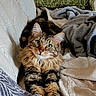 Rajah a rejoint le concours — aidez-le/la à gagner de superbes lots ! animal, blanket, cat, comfort, cozy, cute, domestic_cat, fluffy, fur, green_eyes, indoor, lying_down, mammal, pet, pillow, relaxed, resting, soft, tabby, whiskers