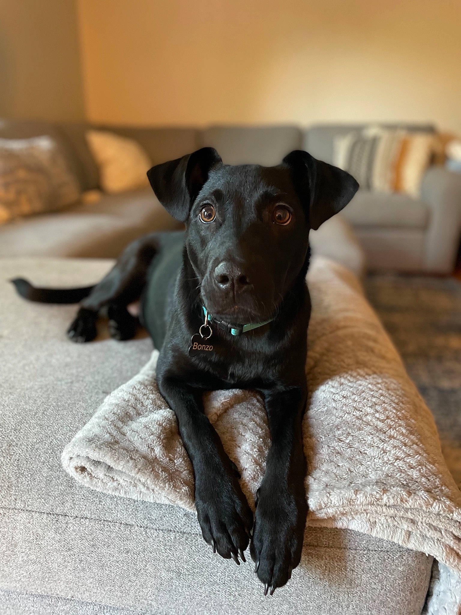 Bonzo is registered to the contest to win money with this photo: borador, canidae, carnivore, comfort, companion_dog, dog, dog_breed, fawn, flooring, fur, guard_dog, liver, non_sporting_group, toy_dog, whiskers, working_animal