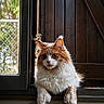 cat, orange_cat, white_cat, fluffy_fur, window_sill, wooden_door, indoors, curious, pet, animal, feline, resting, portrait, natural_light, greenery, metal_window_frame, close_up, domestic_cat, relaxed, looking_out